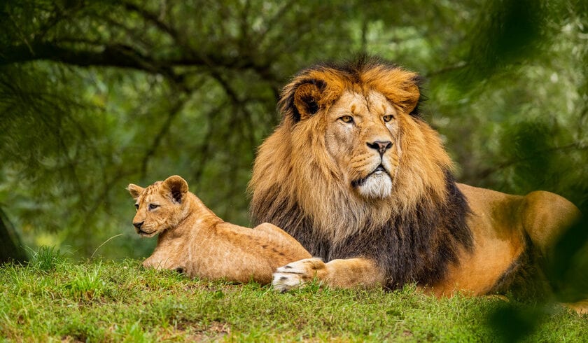 Wildlife safari in Tanzania