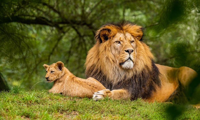 Wildlife safari in Tanzania