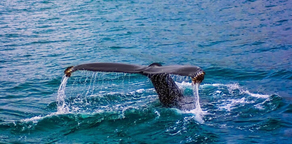 Whale Watching holiday package from Nepal