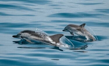 Bali Dolphin watching Tour