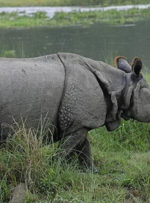 Kathmandu Chitwan Holiday Package