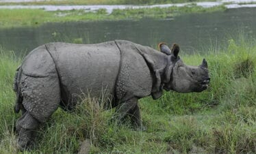 Kathmandu Chitwan Holiday Package