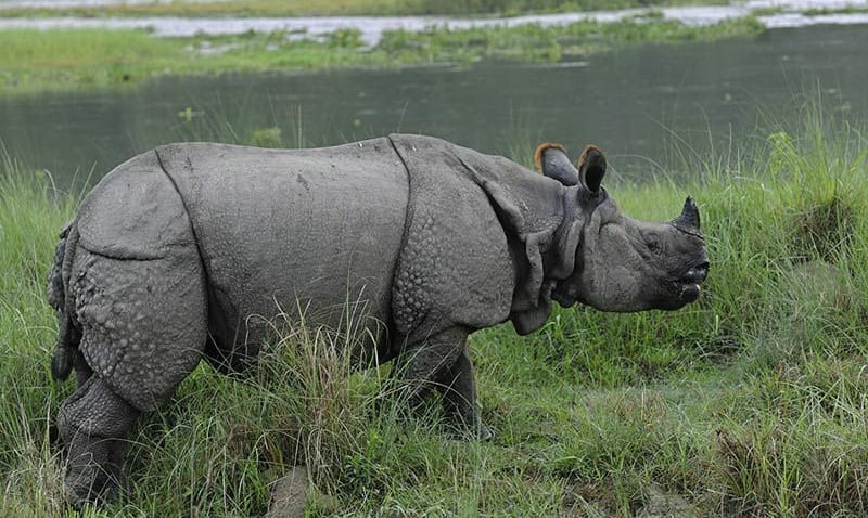 Kathmandu Chitwan Holiday Package