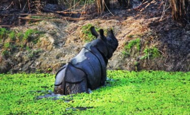 Jeep Safari in Chitwan National Park