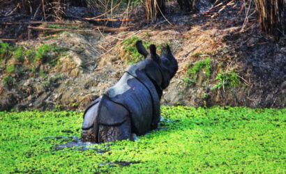 Jeep Safari in Chitwan National Park