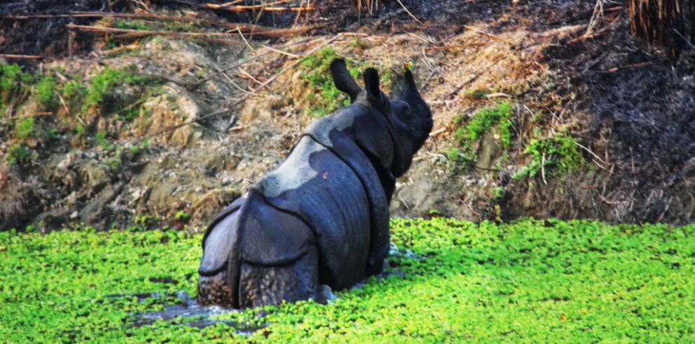 Jeep Safari in Chitwan National Park