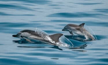 Bali Dolphin watching Tour
